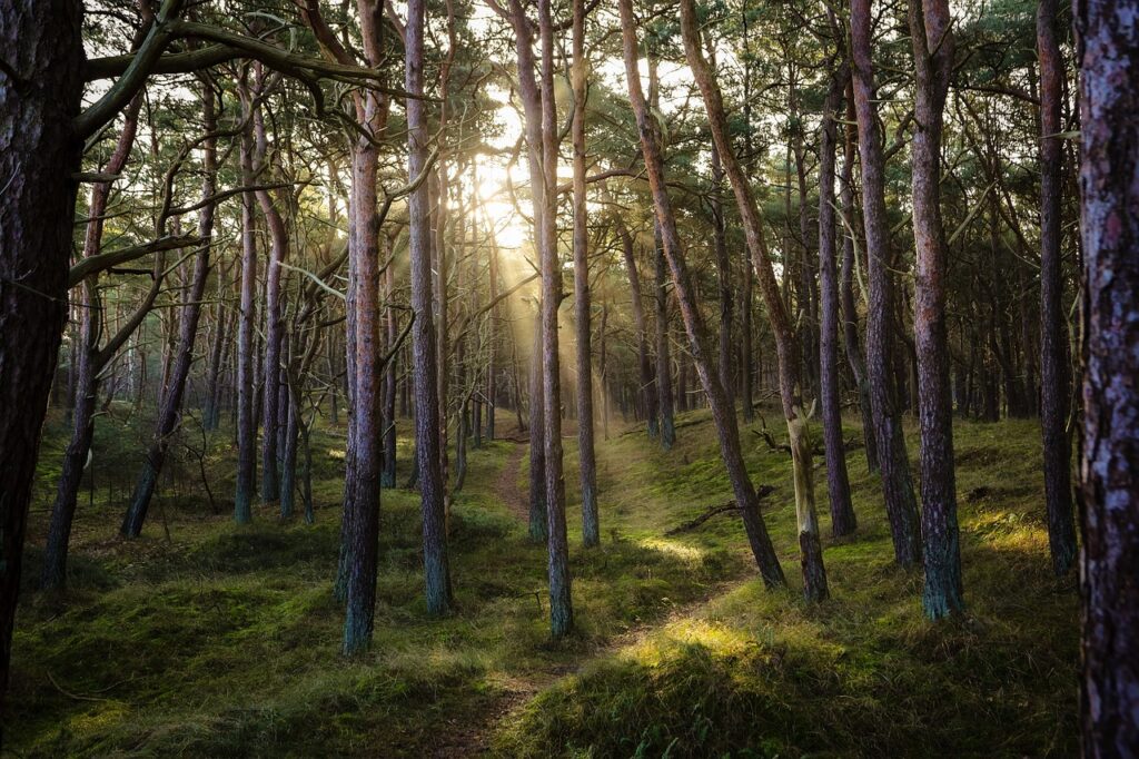 forest, nature, sun